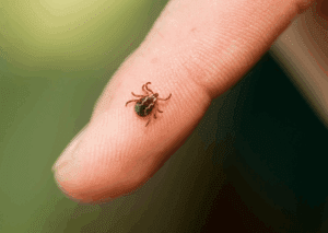 Ticks Common in Colorado