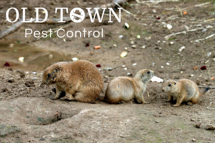 Prairie Dog Extermination in Frederick, Colorado