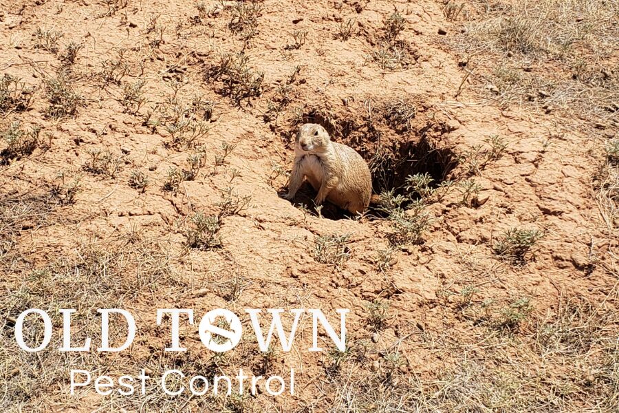 Prairie Dog Extermination in Frederick, Colorado