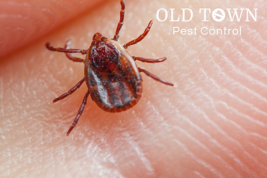 WINDSOR TICK CONTROL SERVING LOVELAND, CO