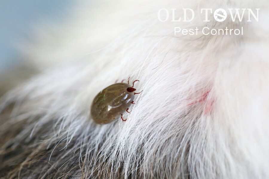 FORT COLLINS TICK CONTROL IN LOVELAND, CO